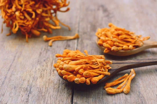 Cordyceps sinensis mushrooms illustrating health benefits discussed in the article